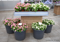 Takii SeedsDe Fiona Pink en Fiona White. Ze hebben dezelfde eigenschappen als hun voorgangers maar de kleur maakt deze nieuw want dit zijn de eerste roze en witte in de serie.